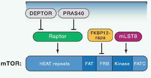 mTORC1由mTOR、Raptor和mLST8以及非核心组件PRAS40和Deptor组成