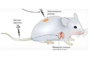 围观:临床前小鼠模型如何。