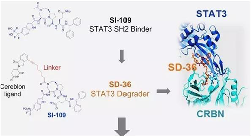 结构优化得到的SH2结合分子SI-109与CRBN结合，得到SD-36