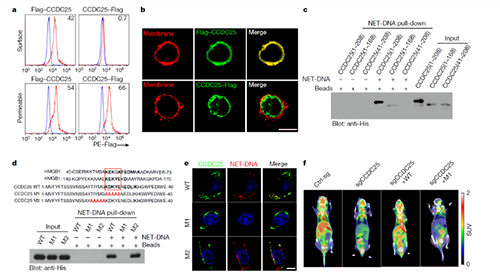 NET  DNA并非随机捕获癌细胞，而是与癌细胞的CCDC-25产生了特异性结合