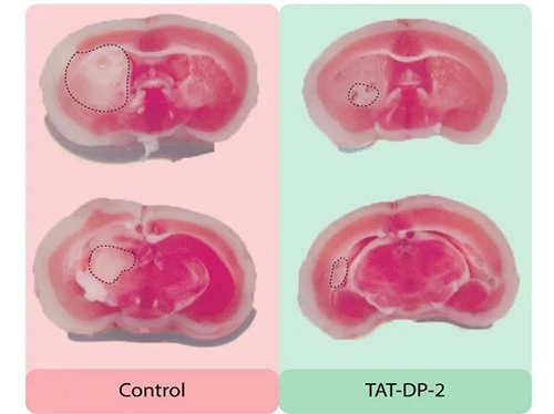 将TAT-PP-2注射入小鼠体中进行实验