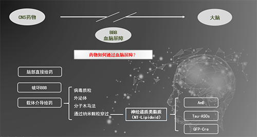 人工合成NT类脂质开放血脑屏障，为CNS药物打开新局面