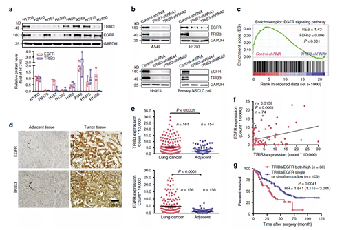 在指定的NSCLC细胞系中对TRIB3和EGFR表达的免疫印迹分析