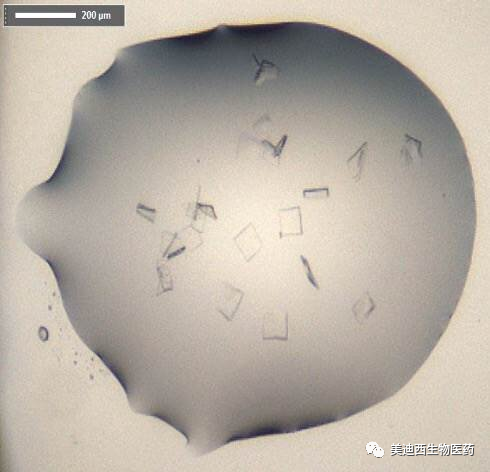 SARS-CoV-2是一种有包膜的单链RNA 病毒