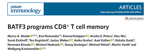 Nature：BATF3改善T细胞记忆应答，有望改善免疫疗法的疗效