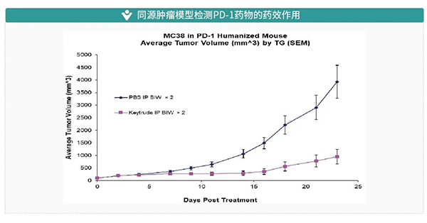 同源肿瘤模型检测PD-1药物的药效作用.png