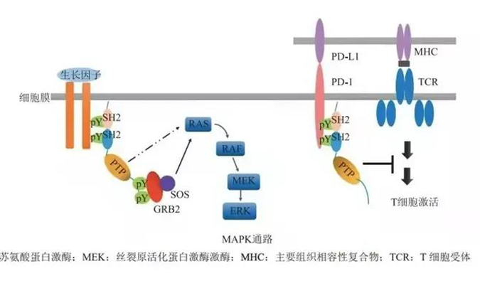 晚期恶性肿瘤患者的福音，SHP2变构抑制剂RG001片获批临床.png