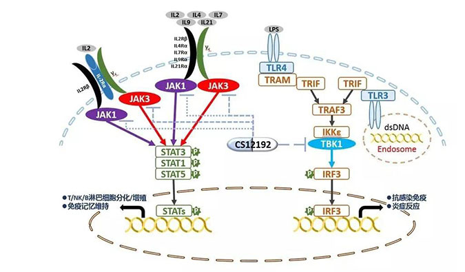 自身免疫疾病或迎新疗法！凯时首页助力微芯生物CS12192获批FDA