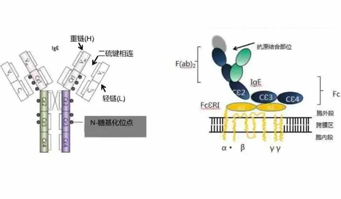 凯时首页助力 | 济民可信lgE抗体药物JYB1904获批临床