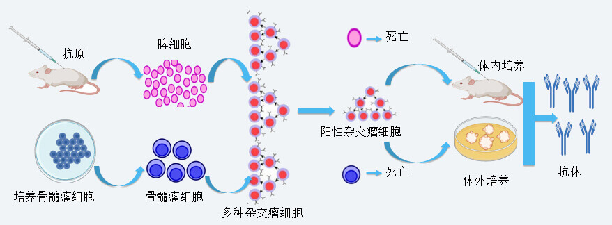 凯时首页抗体开发技术