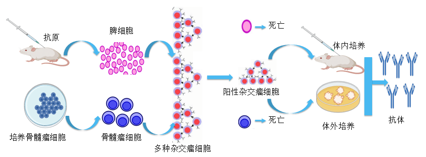 凯时首页抗体开发平台.png