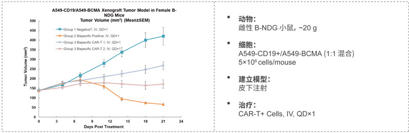 双特异性CAR-T药效研究：CD19-BCMA.jpg