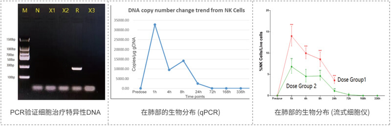 肺部细胞治疗分布的检测.jpg