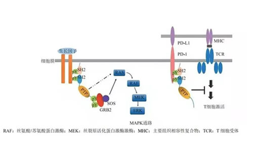 凯时首页助力凌达生物SHP2变构抑制剂RG001片获批临床.jpg