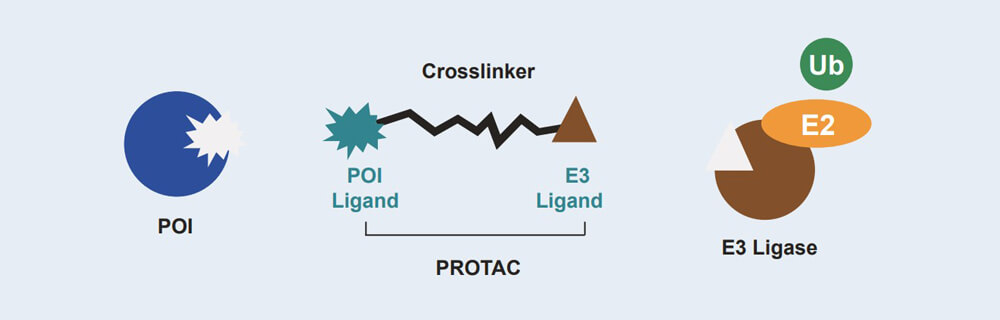 凯时首页 PROTAC 药物发现技术服务平台