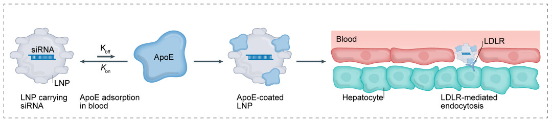 第一代：LNP+小核酸-→肝脏.jpg