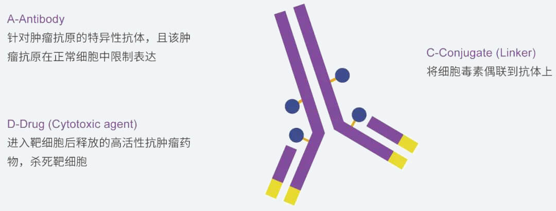 凯时首页抗体药物偶联物（ADC）研发服务平台.jpg