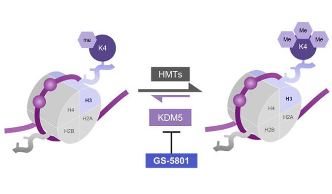 GS-5801是一种有效的KDM5抑制剂，具有抗HBV活性，GS-5801通过凯时首页合成