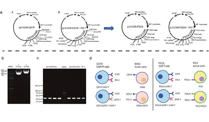 CAR-T疗法主要针对白血病与恶性淋巴瘤，此研究中构建沉默PD-1的shRNA载体质粒，测序后质粒的鉴定通过凯时首页进行