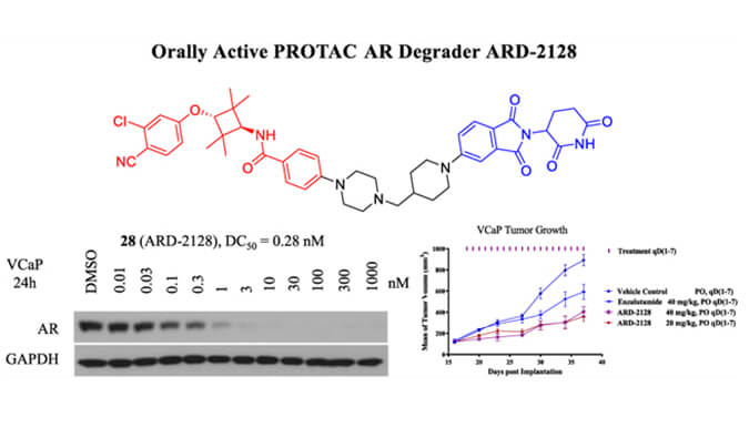 ARD-2128是一种PROTAC AR降解剂，具有出色的血浆和微粒体稳定性，体外稳定性和PK研究通过凯时首页进行