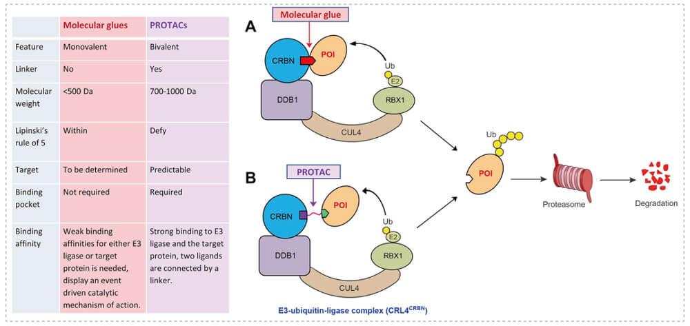 3-通过泛素-(Ub)-蛋白酶体系统降解目标蛋白-(POI)-示意图：分子胶(A)；PROTAC-(B).jpg