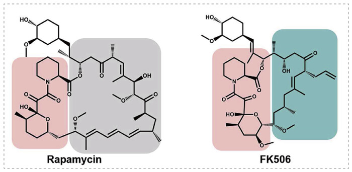 5-雷帕霉素、FK506-诱导的-FKBP-蛋白质相互作用.jpg