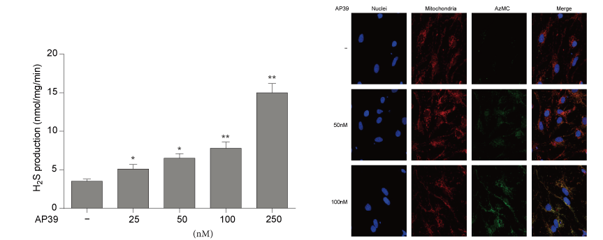 AP39是一种新合成的线粒体靶向的H2S供体，本研究中AP39通过凯时首页设计和合成