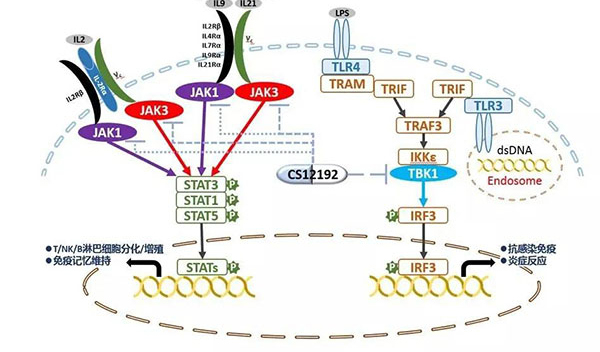 自身免疫疾病或迎新疗法！凯时首页助力微芯生物CS12192获批FDA.jpg