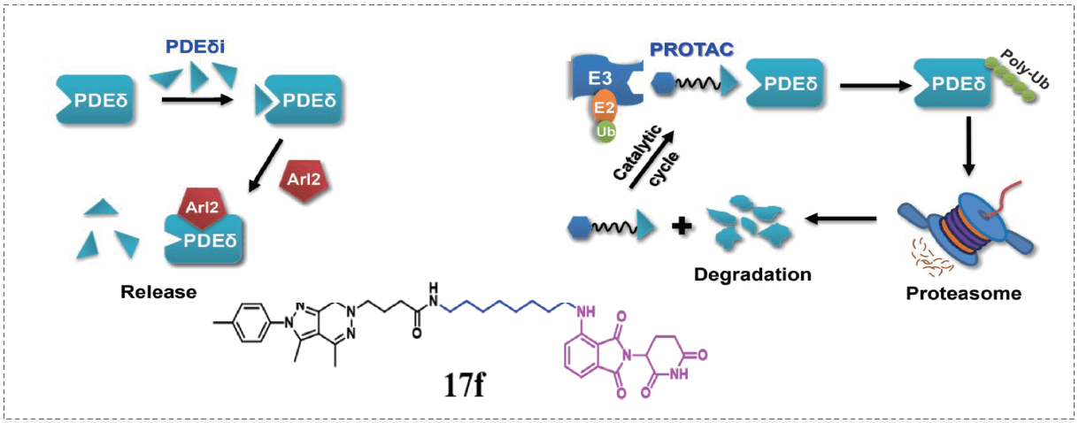 PROTAC策略和KRAS-PDEδ抑制剂Compound 17f.png