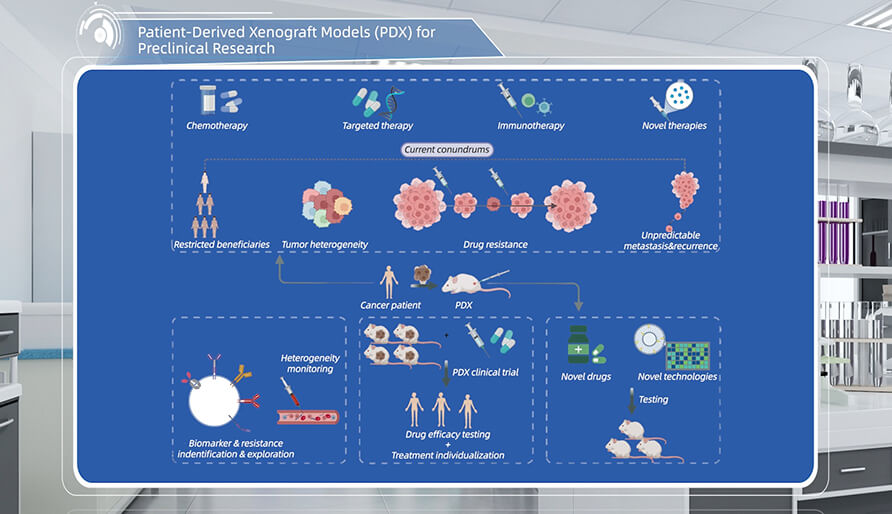 什么是临床前研究的PDX（人源肿瘤异种移植）模型？
