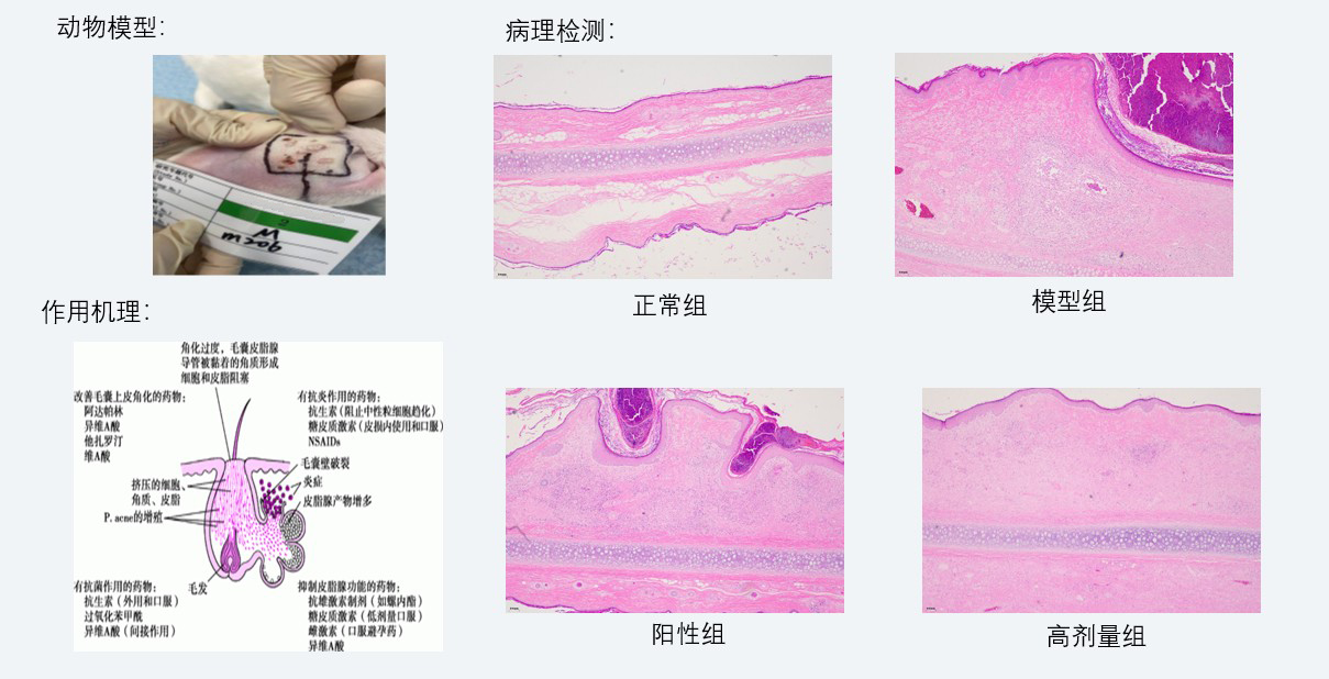 案例3：新西兰兔痤疮药效研究.jpg